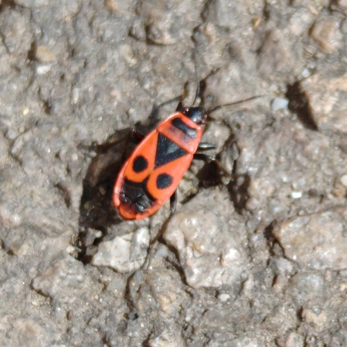 European firebug