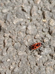 Pyrrhocoris apterus