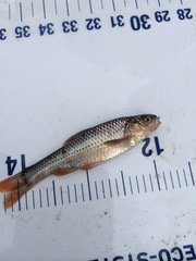 Notropis topeka