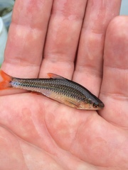 Notropis topeka