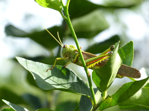 Violet-winged Grasshopper photo 4