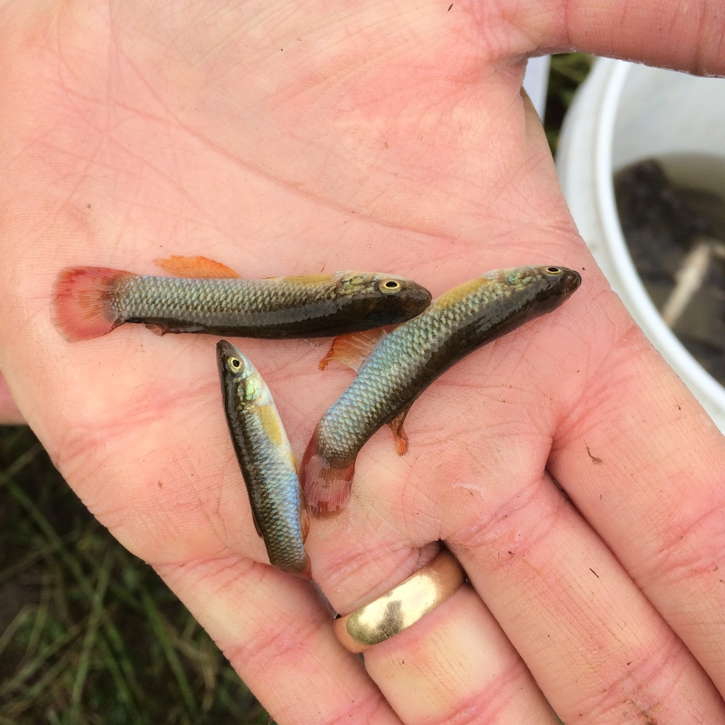 Plains Topminnow