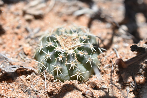 Echinocereus weinbergii