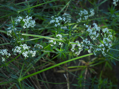 Galium album