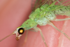 Pseudomallada flavifrons