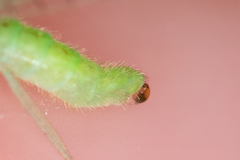 Pseudomallada flavifrons