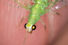 Pseudomallada flavifrons