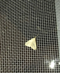 Macrochilo litophora