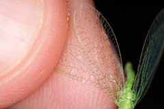 Pseudomallada flavifrons