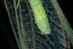 Pseudomallada flavifrons