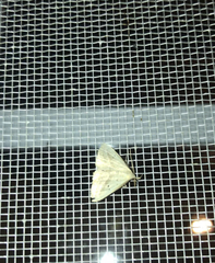 Macrochilo litophora