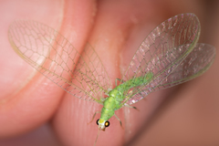 Pseudomallada flavifrons