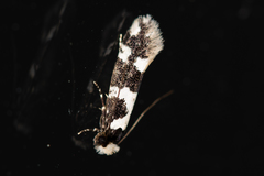 Neurothaumasia ankerella