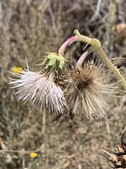 Cirsium fontinale