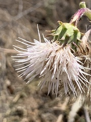 Cirsium fontinale