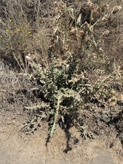 Cirsium fontinale