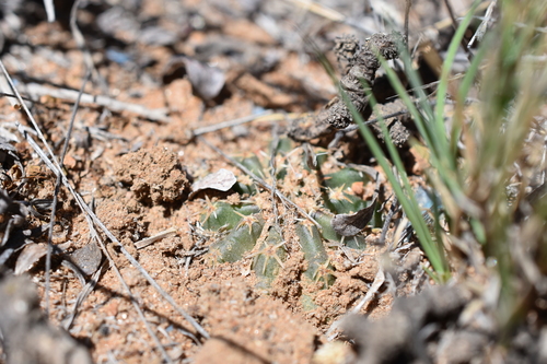 Echinocereus weinbergii