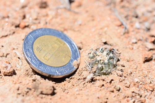 Echinocereus weinbergii