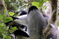 Indri indri