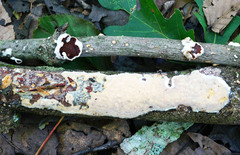 Scytinostroma artocreas