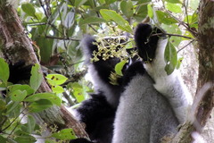 Indri indri