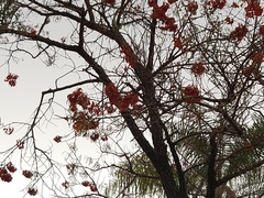 Erythrina mulungu