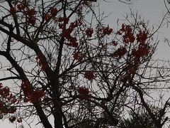 Erythrina mulungu