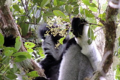 Indri indri