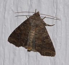 Diarsia dislocata