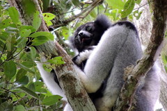 Indri indri