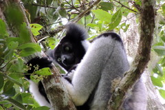 Indri indri