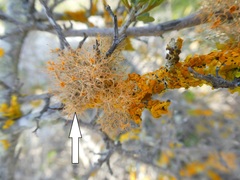 Teloschistes inflatus