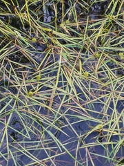 Sparganium hyperboreum