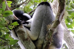 Indri indri