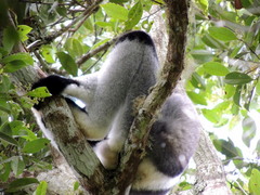 Indri indri