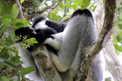 Indri indri