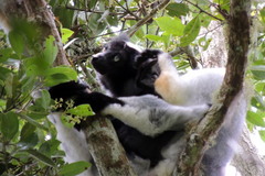 Indri indri