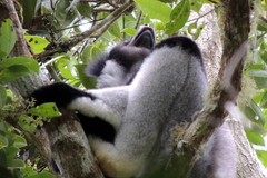 Indri indri
