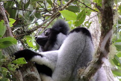 Indri indri