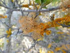 Teloschistes inflatus