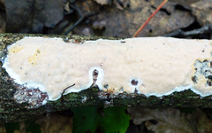 Scytinostroma artocreas