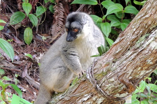 Common Brown Lemur