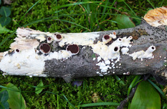 Scytinostroma artocreas