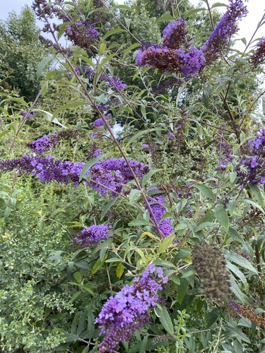 iNaturalist observation photo of Butterfly bush