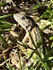Sceloporus occidentalis
