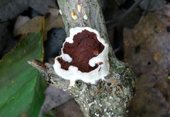 Scytinostroma artocreas