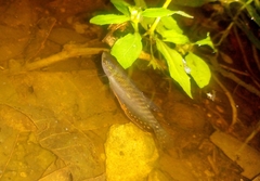 Trichopodus trichopterus