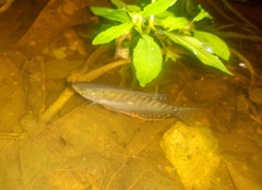 Trichopodus trichopterus