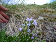 Oxytropis borealis viscida