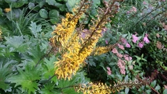 Ligularia przewalskii